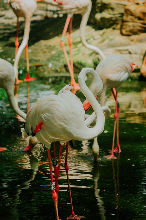 Free Close-up of elegant flamingos standing in a tranquil pond, showcasing their vibrant plumage. Stock Photo