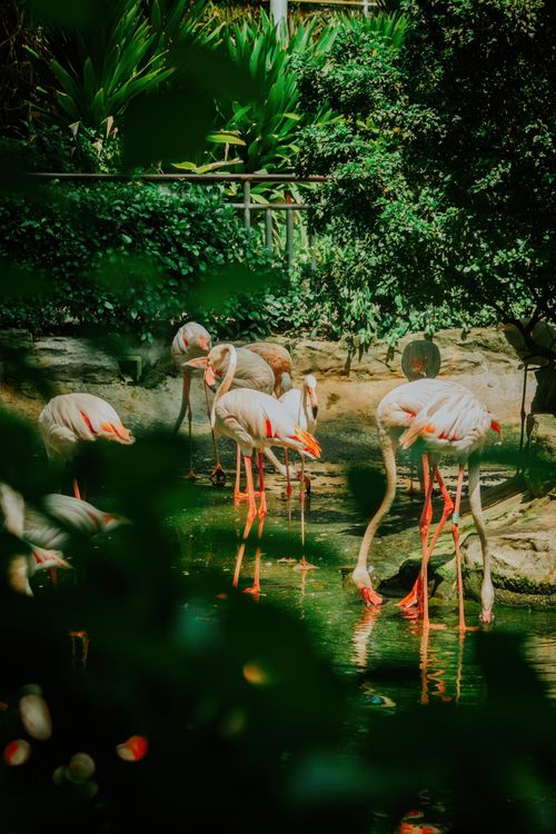 Free A flock of flamingos drinking by a sunlit lake surrounded by lush greenery. Stock Photo