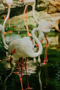 flamingo photo