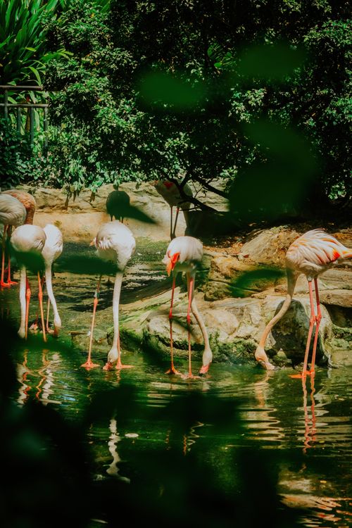 Free Group of flamingos wading in shallow water surrounded by greenery. Stock Photo