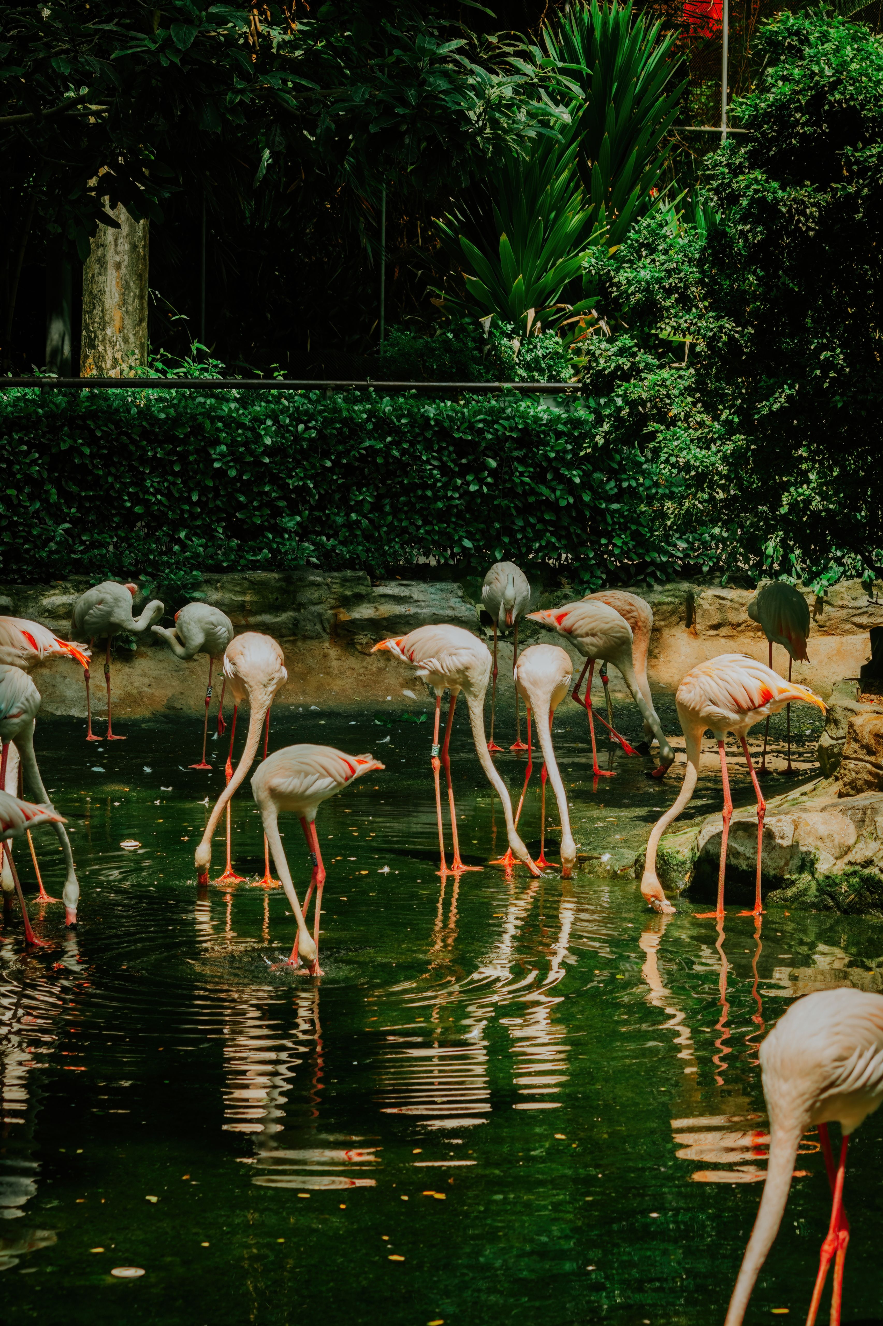 Visitors walking on elevated suspension bridge inside the Heart of Africa Waterfall Aviary at Bird Paradise, Mandai Wildlife Reserve Singapore