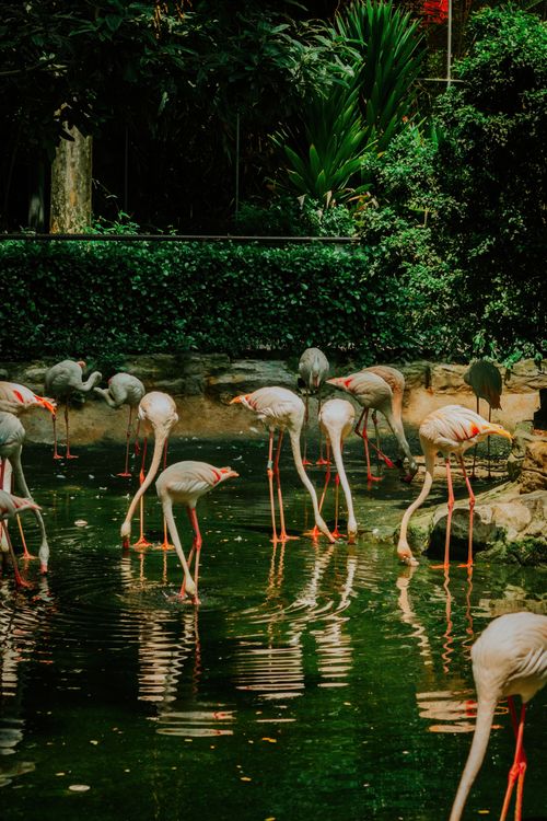 Free A serene scene of flamingos wading in a pond, surrounded by lush greenery in a zoo. Stock Photo