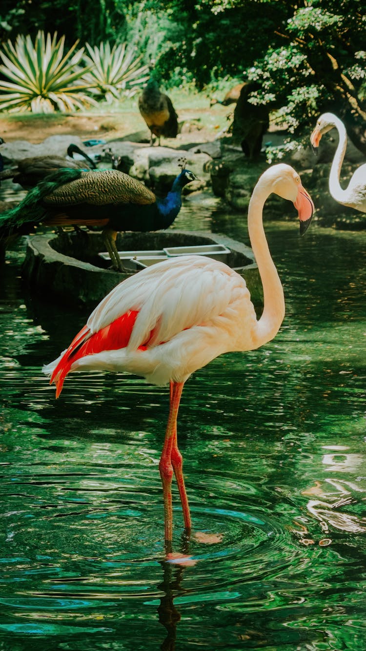 Flamingo In Water In Zoo