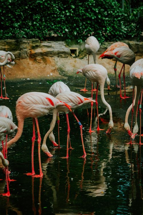 Free Flock of flamingos wading gracefully in a pond, showcasing their vibrant pink feathers. Stock Photo