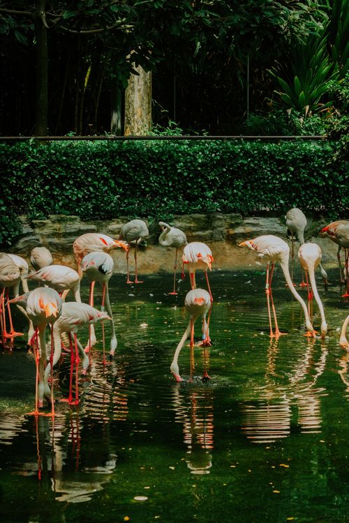 Free A serene scene of flamingos wading in water at a lush zoo setting, illustrating the beauty of wildlife. Stock Photo