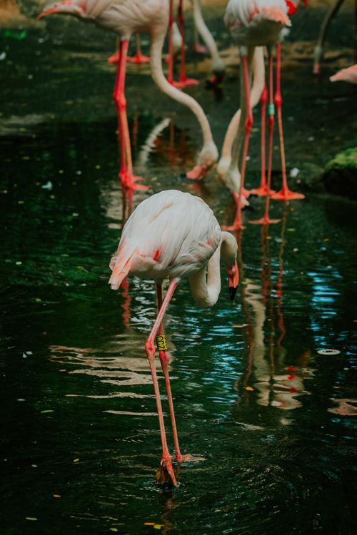 Free Beautiful flamingos standing in water, showcasing vibrant pink plumage and serene nature setting. Stock Photo