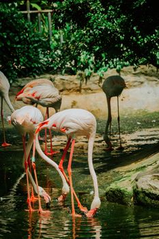 flamingo photo