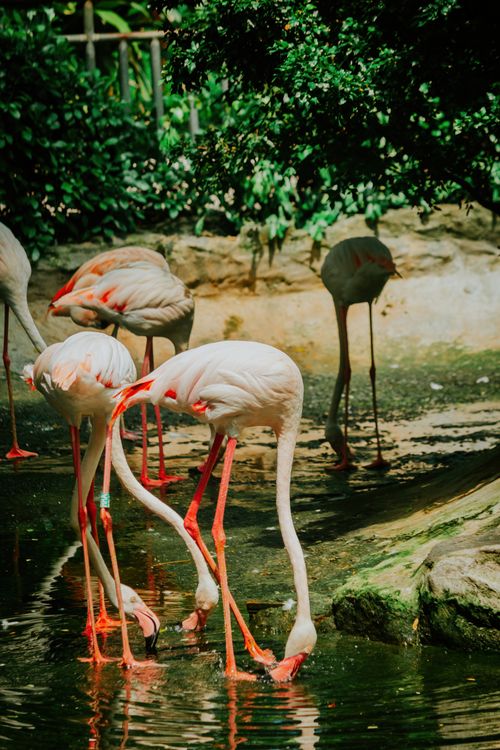 Free A serene scene of flamingos wading in shallow water, surrounded by lush greenery. Stock Photo