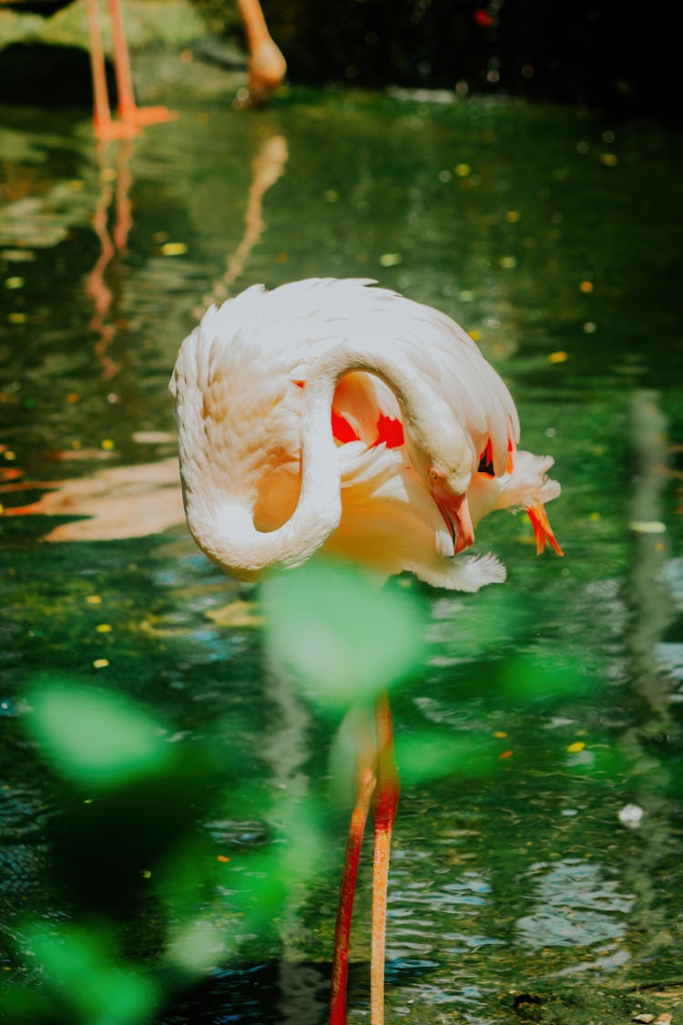 Flamingo Standing In Water