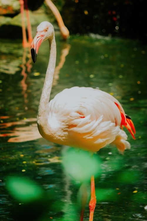 Free Close-up shot of a flamingo standing gracefully in water, showcasing its vibrant plumage in a natural habitat. Stock Photo