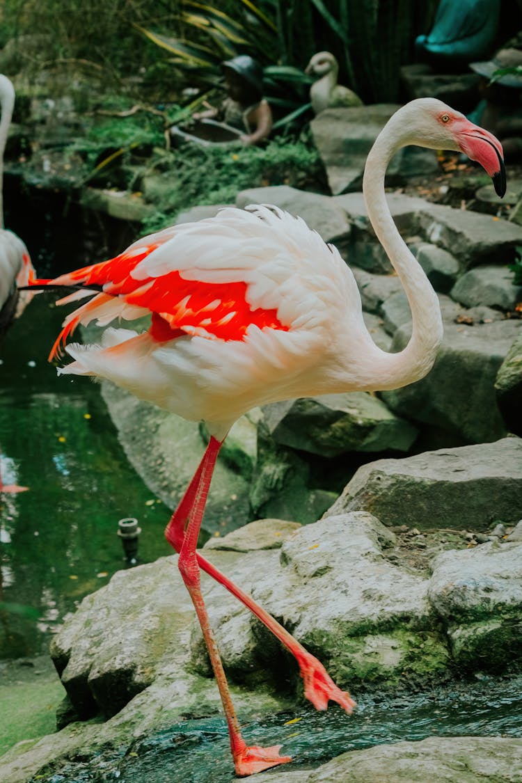 Flamingo Standing On Lake Shore