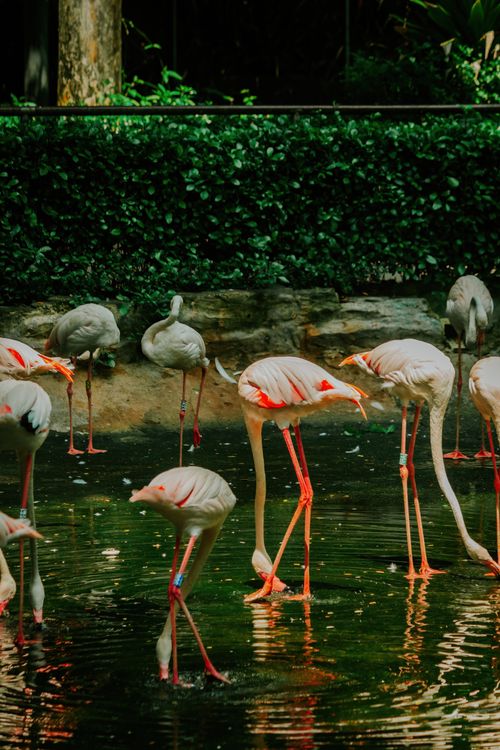 Free A serene scene of flamingos in shallow water creating a vibrant reflection. Stock Photo
