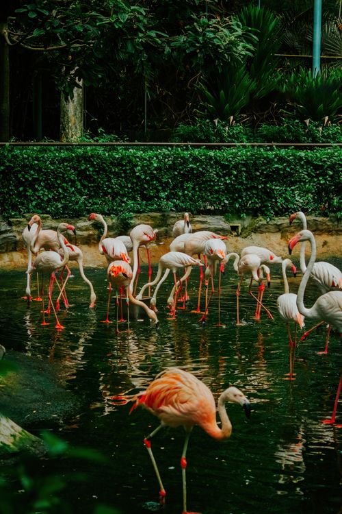 Free A serene group of flamingos wading in shallow water, showcasing nature's vibrant wildlife beauty. Stock Photo