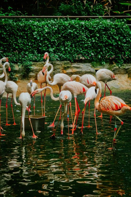 Free Group of flamingos wading in a serene zoo water enclosure, showcasing wildlife in harmony. Stock Photo