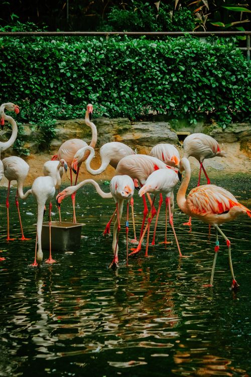 Free A vibrant assembly of flamingos engaging in feeding at a zoo's water enclosure. Stock Photo