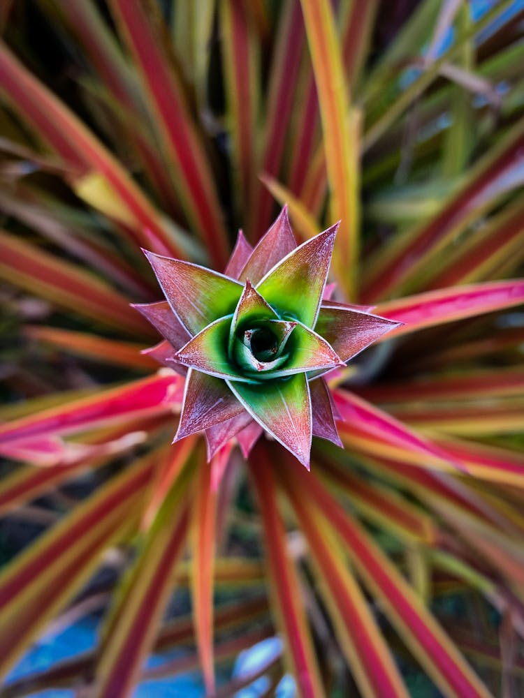 Pineapple Flower From The Top