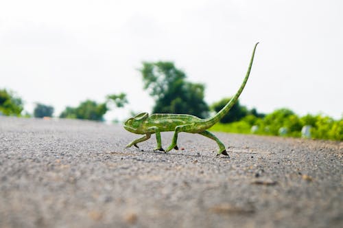 Darmowe zdjęcie z galerii z droga, fotografia przyrodnicza, fotografia zwierzęcia