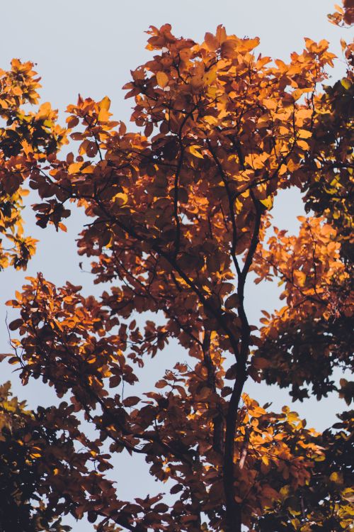 Free Vibrant autumn leaves on tree branches basking in golden sunlight against a clear sky. Stock Photo