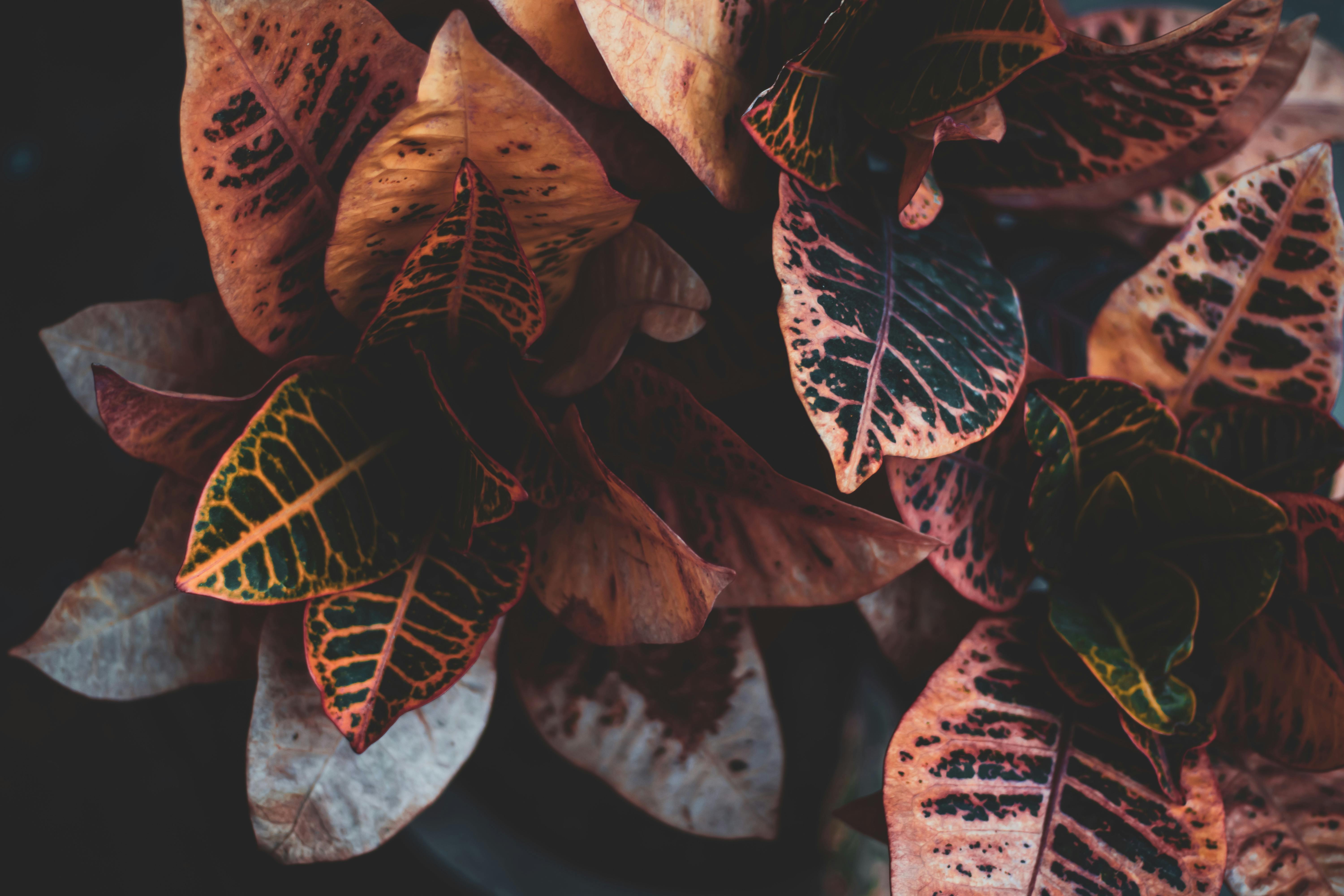 在自然光线下，色彩缤纷的藏红花叶特写展现了复杂的图案