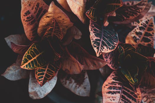 在自然光线下，色彩缤纷的藏红花叶特写展现了复杂的图案