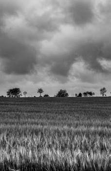 Monochrome image of a field with trees under a cloudy sky, evoking a moody atmosphere.