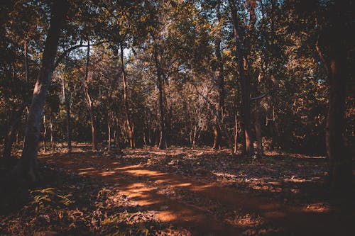 Imagine de stoc gratuită din arbori, codru, mediu