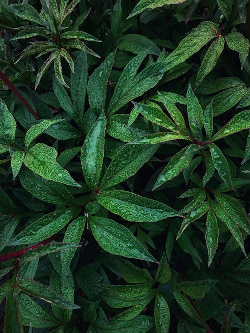 Close-up of Lush Wet Leaves 
