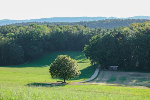 View of a Grass Field and a Forest in Summer