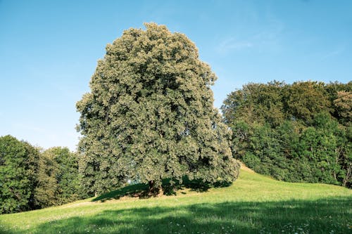 Gratis arkivbilde med åker, blå himmel, gress