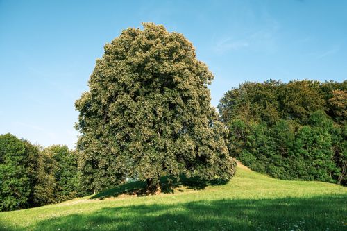 Free A stunning isolated tree under a clear blue sky in a tranquil rural setting. Stock Photo