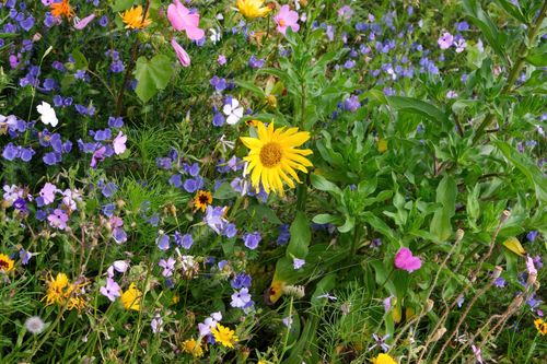 Free A colorful and vibrant field of wildflowers showcasing a variety of blooms in a summer meadow. Stock Photo