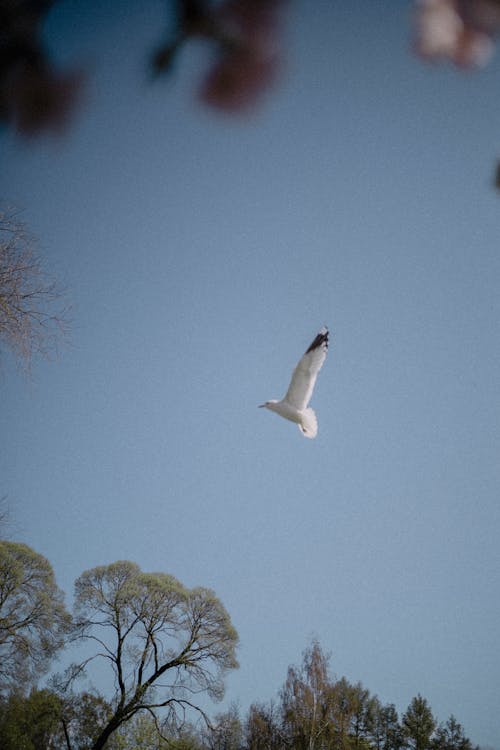 A Seagull Flying against a Blue Sky 