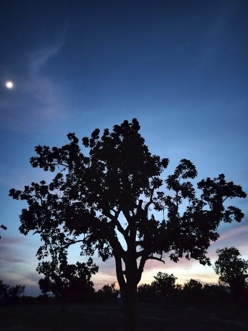 Fotobanka s bezplatnými fotkami na tému čierna korunovaná nočná volavka, noc pozadia, nočná obloha