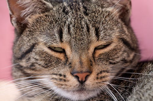 Close-up of a Tabby Cat 