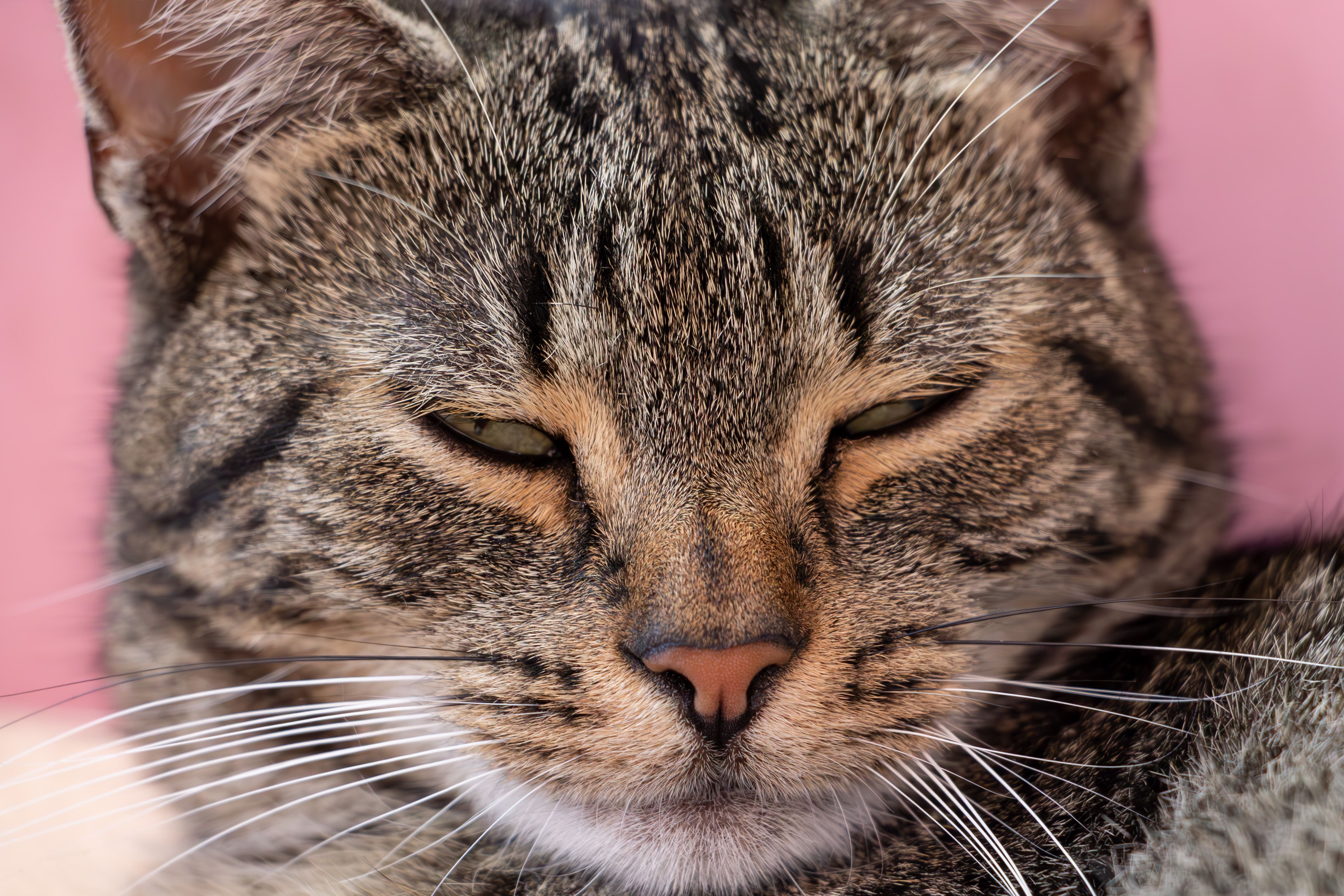 Close-up of a Tabby Cat · Free Stock Photo
