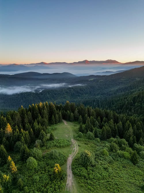 Aerial View of Mountains and a Coniferous Forest 