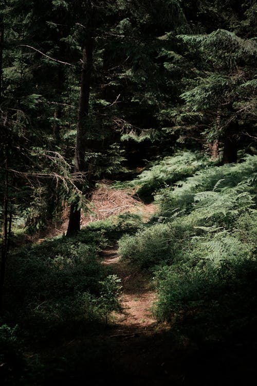 A Footpath in a Dense Forest 