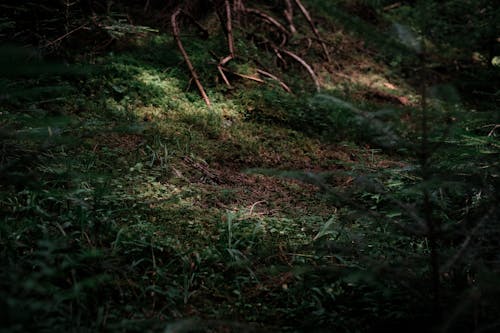 Free The Ground in the Forest  Stock Photo