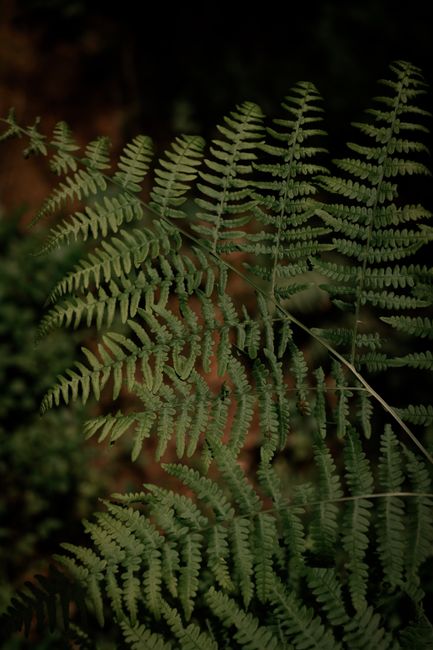Close-up of vibrant green fern leaves in a forest, showcasing natural beauty and foliage.