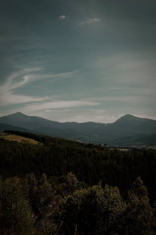 Coniferous Forest in a Mountain Valley