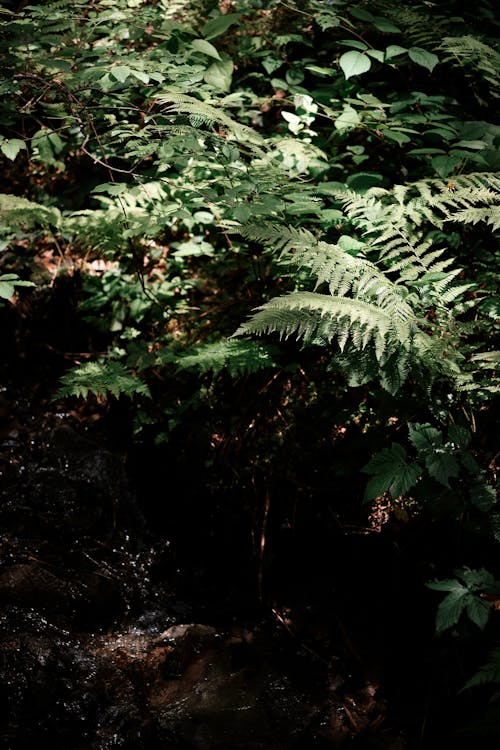 Ferns and Bushes in the Forest 