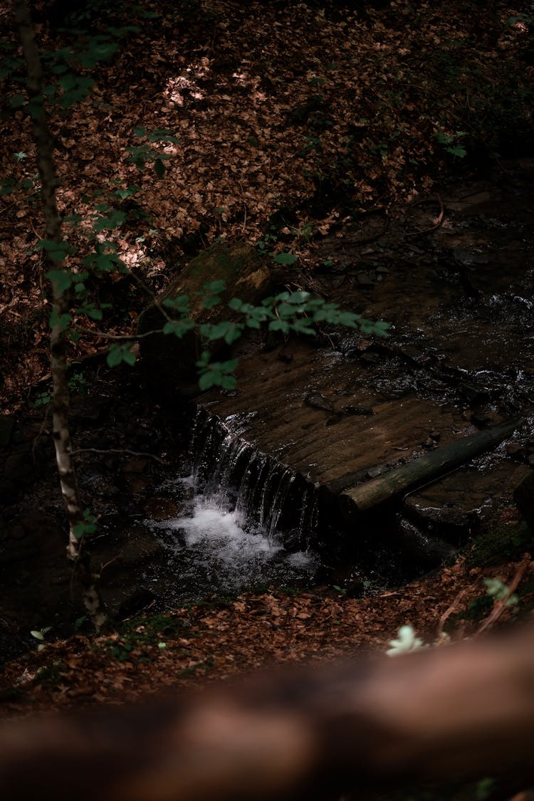 Stream In A Forest