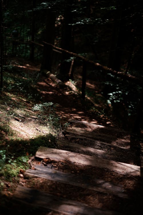 Wooden Steps and a Trail in the Forest 