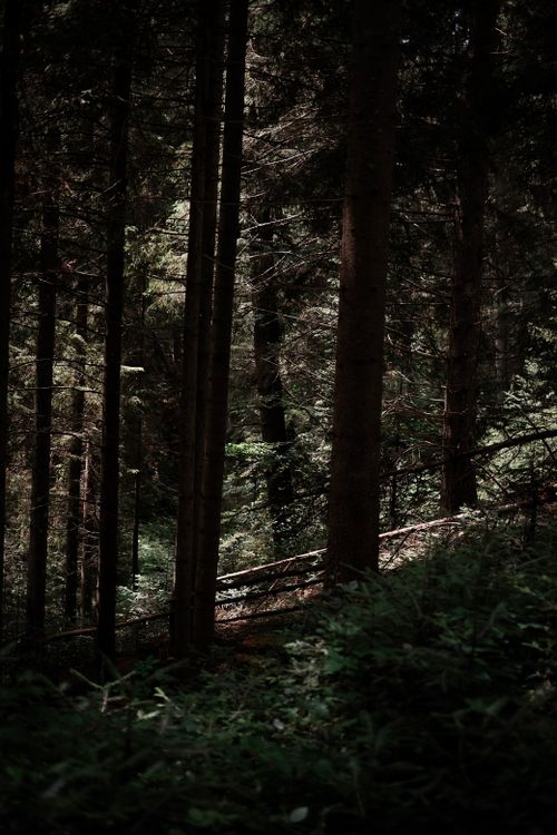 Free A peaceful forest scene with sunlight filtering through tall pine trees and lush greenery. Stock Photo
