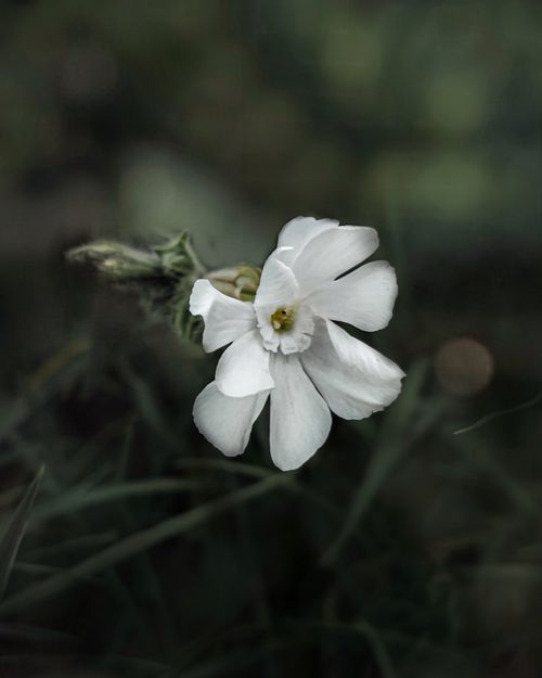 Free stock photo of beautiful, biology, bloom Stock Photo