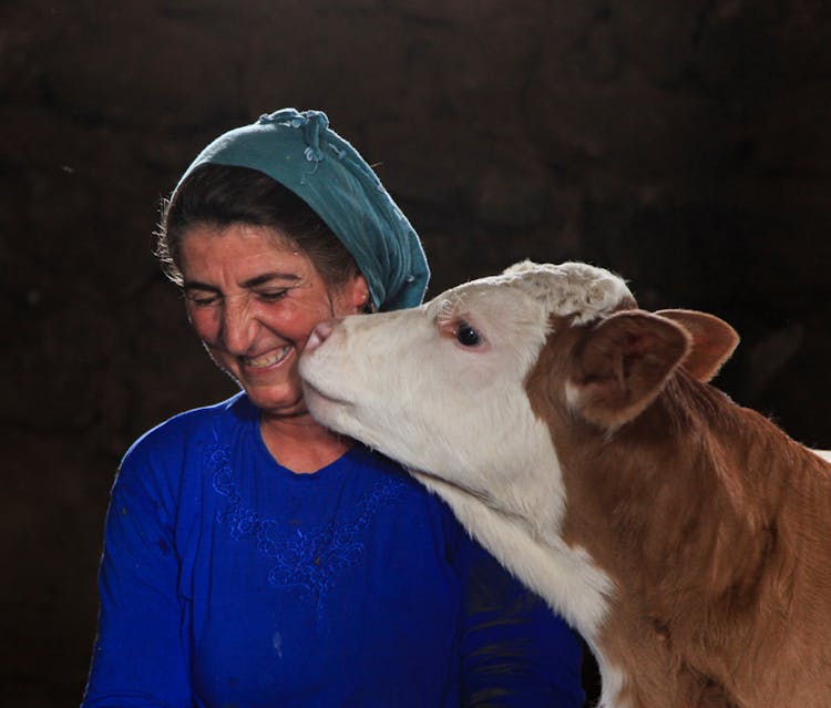 Cow Touching Woman Face