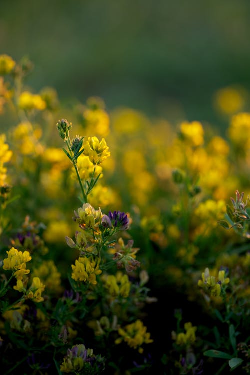 Close-up of Yellow Wildflowers on a Field 