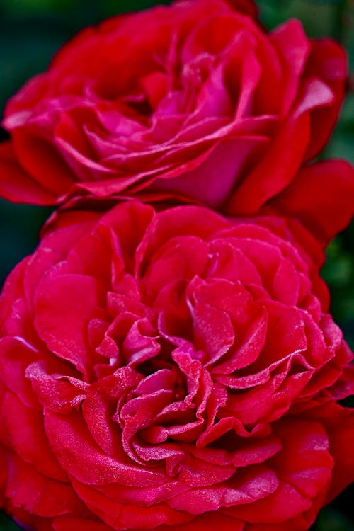 Close-up of Red Roses in the Garden 