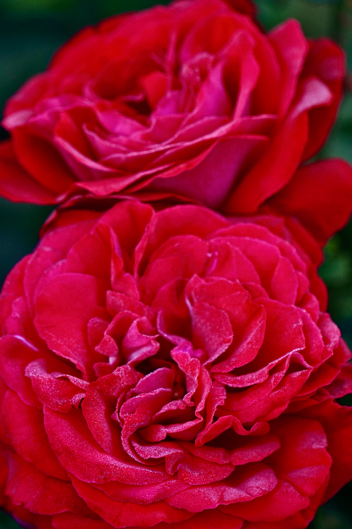Free Close-up of two vibrant red roses in full bloom, showcasing delicate petals. Stock Photo