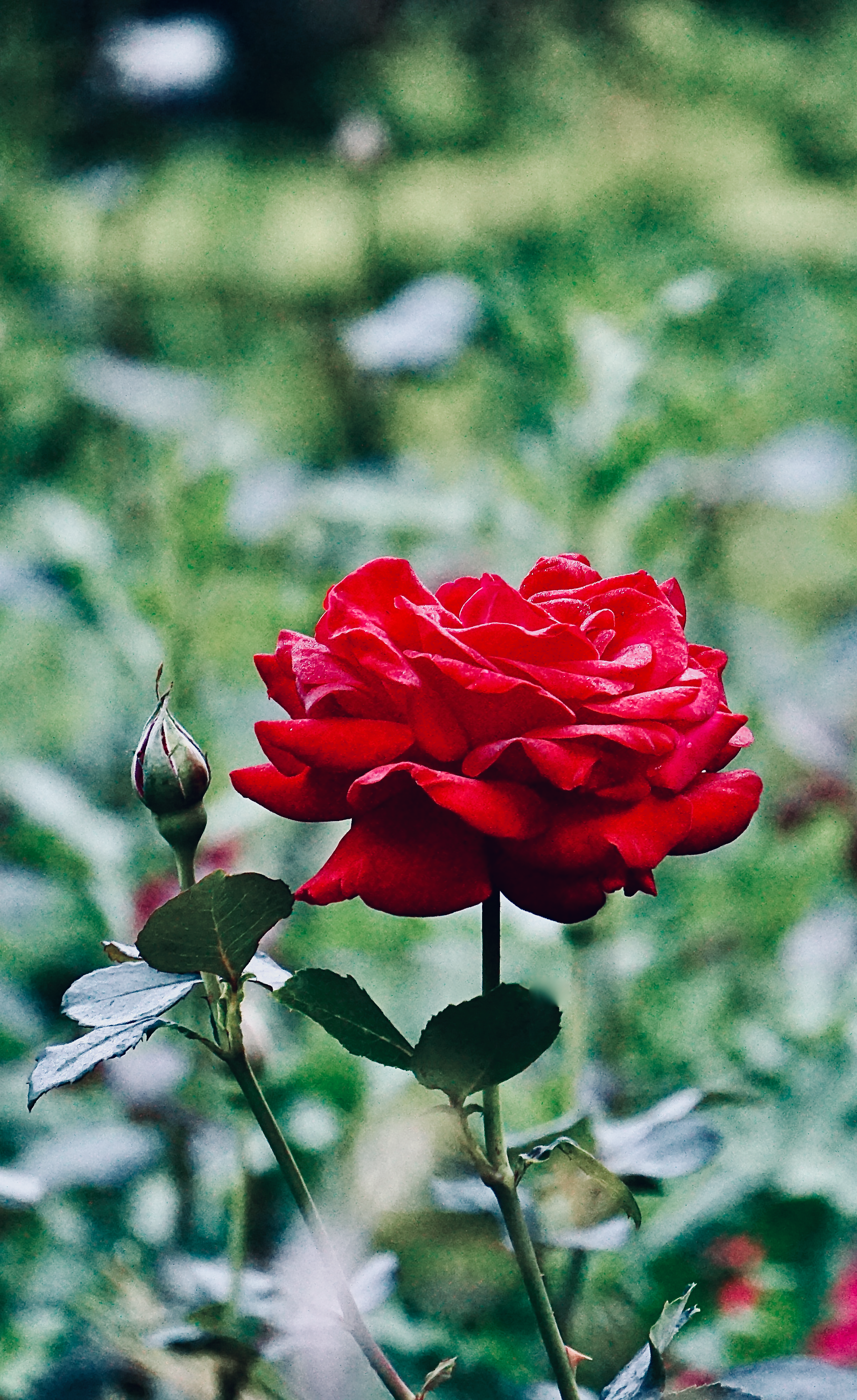 Close-up of a Red Rose in the Garden · Free Stock Photo